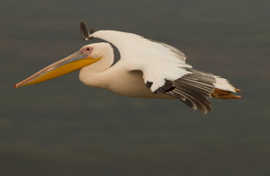 pelican